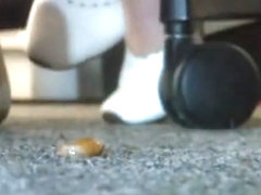 Candid camera Snail meets white shoes